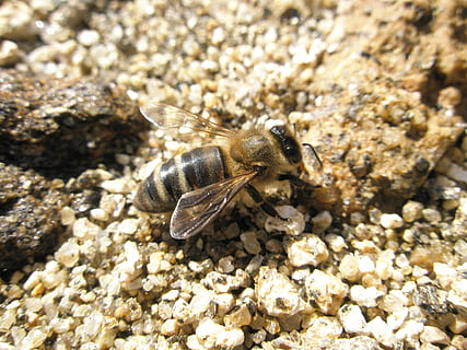 bi, insekter, bier, dyre temaer, dyr, dyreliv, dyr i naturen, et dyr, hvirvelløse, insekt, natur, tæt på, klippe, solid, ingen mennesker, dag, rock-objekt, høj vinkel visning, sollys, udendørs, zoologi, fokus på forgrunden, marine, 2K, CC0, offentligt domæne, royaltyfrie