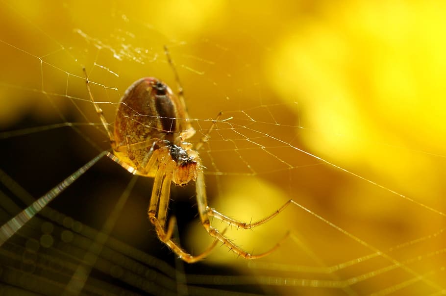 hnědá stodola pavouk, pavouk, síť, Příroda, zavřít, pavučina, hmyz, makro, makro fotografie, hedvábné vlákno, perspektive, zahrada, pavoukovec, rostlina, zadní světlo, zvířat, fauna, světlo, letní, slunce, Pozadí, lichtspiel, pavouk makro, hmyz makro, žlutá, barva, závěsný, prosklené zahrnuje, Jasný, pavoučí síť, zvíře, bezobratlý, jednoho zvířete, křehkost, detail, členovců, zvířata ve volné přírodě, zranitelnost, zaměřit se na popředí, nikdo, část těla zvířete, zvířecí noha, selektivní zaměření, venku, web, 2K