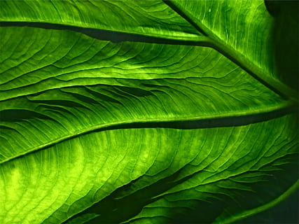Foto, grøn, blad, overfladisk, fokus, fotografering, blade, grøn farve, frond, friskhed, natur, plante, baggrunde, ingen mennesker, vækst, tæt på, plante del, fuld ramme, skønhed i naturen, naturligt mønster, dag, bladvenen, mønster, botanik, tekstureret, udendørs, palmblad, 1080P, CC0, offentligt domæne, royaltyfrie