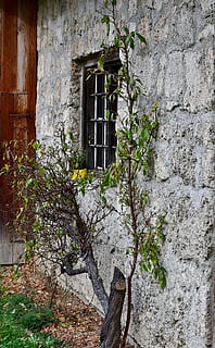 facciata, vecchio, romantico, intemperie, parete, architettura, finestra, costruzione, vecchio edificio, vecchia finestra, hauswand, storicamente, opere murarie, vecchia muratura, rottura, conservazione storica, bowever, struttura costruita, esterno dell'edificio, pianta, crescita, nessuno, giorno, caratteristica della parete, natura, Inquadratura dal basso, Casa, all'aperto, porta, edera, albero, muro di pietra, 5K, CC0, dominio pubblico, privo di copyright