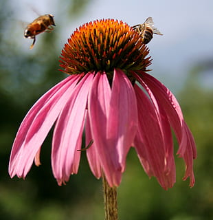 Bie, blomst, makro, insekt, nektar, honningbie, blomstre, pollen, anlegg, petals, felt, fargerik, naturlig, solhatt, echinacea purpurea, sårbarhet, skjørhet, petal, blomstrende plante, skjønnhet i naturen, blomsterhodet, friskhet, inflorescence, nærbilde, vekst, fokusere på forgrunnen, rosa farge, dyre temaer, dyr, natur, ingen folk, pollinering, 1080P, CC0, offentlig domene, opphavsrett gratis