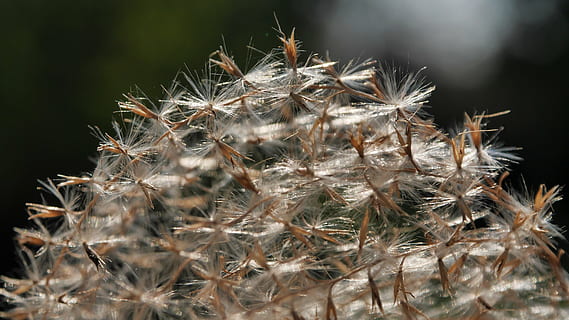primavera, canya, sec, llum de fons, macro, primer pla, planta, centrar-se en primer pla, cap gent, naturalesa, bellesa a la natura, creixement, dia, agut, cactus, planta suculenta, espigada, espina, flor, vulnerabilitat, fragilitat, enfocament selectiu, frescor, a l'aire lliure, planta amb flors, llavor de dent de lleó, suavitat, picant, 4K, CC0, domini públic, lliure de regalies