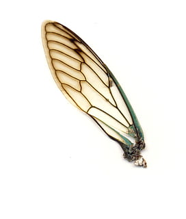 illustrazione di ala termite, ala, insetto, libellula, macro, natura, chitina, sfondo bianco, girato in studio, ala animale, invertebrato, un animale, animale, avvicinamento, temi animali, fauna selvatica, animali allo stato selvatico, in casa, nessuno, copia spazio, ritagliare, parte del corpo animale, vista dall'alto, segni di animali, artropodo, farfalla - insetto, 1080P, CC0, dominio pubblico, privo di copyright