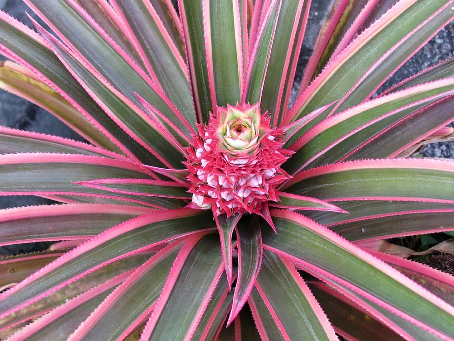 pinya, rosa, fruita, fresc, estiu, brillant, saludable, tropical, menjar, temporada, deliciós, vitamina, sucós, ananas, nutrició, saborós, dolç, cítrics, flor, creixement, marc complet, color rosa, un animal, primer pla, planta, bellesa a la natura, planta amb flors, frescor, cap gent, naturalesa, dia, fragilitat, vulnerabilitat, a l'aire lliure, pètal, full, part de la planta, cap de flor, fons, porpra, 1080P