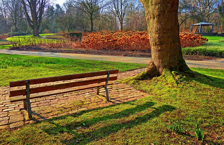 lavice, vedle, strom, během dne, fotografie, tráva, cesta, hortensia, park, zahrada, krajina, scénický, zimní, hortensia zahrada, rostlina, kmen stromu, kufr, Příroda, přistát, růst, park - člověk dělal prostor, nikdo, krása v přírodě, klid, zelená barva, sedadlo, podzim, pole, den, klidné scény, venku, Lavička v parku, změna, 5K