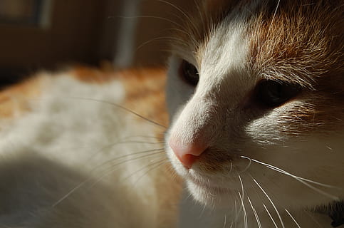 los gatos, gato, sombra, mascota, animal, mamífero, blanco, un animal, temas de animales, mascotas, nacional, Gato domestico, animales domesticos, felino, vertebrado, de cerca, parte del cuerpo del animal, bigotes, cabeza de animal, nadie, adentro, centrarse en primer plano, mirando, día, ojo de animal, hocico, nariz de animal, boca de animal, 1080P, CC0, dominio público, libre de derechos