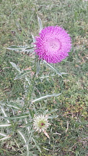 rosa, blomst, ugress, blomstre, natur, anlegg, blomstrende plante, friskhet, vekst, skjørhet, sårbarhet, skjønnhet i naturen, nærbilde, felt, inflorescence, blomsterhodet, land, lilla, ingen folk, tistel, dag, petal, fokusere på forgrunnen, utendørs, 4K, CC0, offentlig domene, opphavsrett gratis