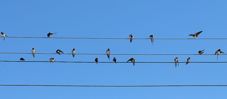 kudde, boerenzwaluw, neergestreken, kabel, dag, slikken, vogelstand, draad, stol, blauw, dierlijke thema's, dieren in het wild, vogel, grote groep dieren, dierenleven, zwerm vogels, elektriciteit, geen mensen, natuur, dier, groep dieren, gewerveld, hemel, neerstrijken, verbinding, heldere lucht, telefoonlijn, kopie ruimte, technologie, buitenshuis, stroomvoorziening, 4K, CC0, publiek domein, royaltyvrij