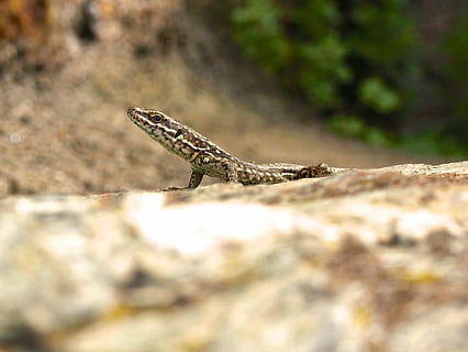 şopârlă, ceas, Lauer, închide, târâtoare, piatră, Atenţie, uite, un animal, animal, animale tematice, animale sălbatice, animale în sălbăticie, selectiv, zi, nici o persoana, natură, a închide, în aer liber, stâncă, obiect de rocă, animale vertebrate, solid, lumina soarelui, partea corpului animalului, vedere laterală, 1080P, CC0, domeniu public, fără drepturi de autor