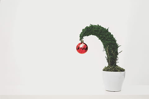 grön, leafed, växt, röd, struntsak, hängande, träd, pott, planter, dekoration, kopiera utrymme, grön färg, studio skott, natur, inget folk, jul, Semester, inomhus, juldekoration, Skära ut, julgran, firande, tillväxt, mat, jul prydnad, vintergröna träd, 5K, CC0, offentligt domän, royaltyfria