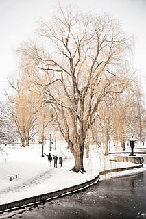 arbres, banc, neu, hivern, bombeta, pol, carrer, carretera, gent, caminar, homes, noia, humit, temperatura de fred, arbre, arbre nu, naturalesa, planta, grup de persones, ciutat, adult, congelat, branca, bellesa a la natura, dones, Color blanc, escenics - natura, dia, persones incidentals, a l'aire lliure, gel, nevar, clima extrem, 2K, CC0, domini públic, lliure de regalies