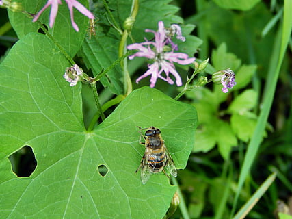 Mucha, insekt, butterfly, plante del, blad, plante, grøn farve, dyr i naturen, dyr, dyreliv, dyre temaer, hvirvelløse, tæt på, vækst, et dyr, natur, skrøbelighed, ingen mennesker, skønhed i naturen, sårbarhed, dag, fokus på forgrunden, udendørs, 4K, CC0, offentligt domæne, royaltyfrie