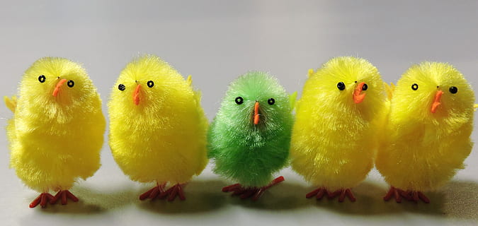 Pascua de Resurrección, pollitos, linda, mullido, amarillo, pájaro, animal, temas de animales, vertebrado, pájaro joven, grupo de animales, nadie, animal joven, pollito, pollo - pájaro, ganado, naturaleza, animales domesticos, celebracion, vacaciones, lado a lado, color verde, mascotas, 4K, CC0, dominio público, libre de derechos
