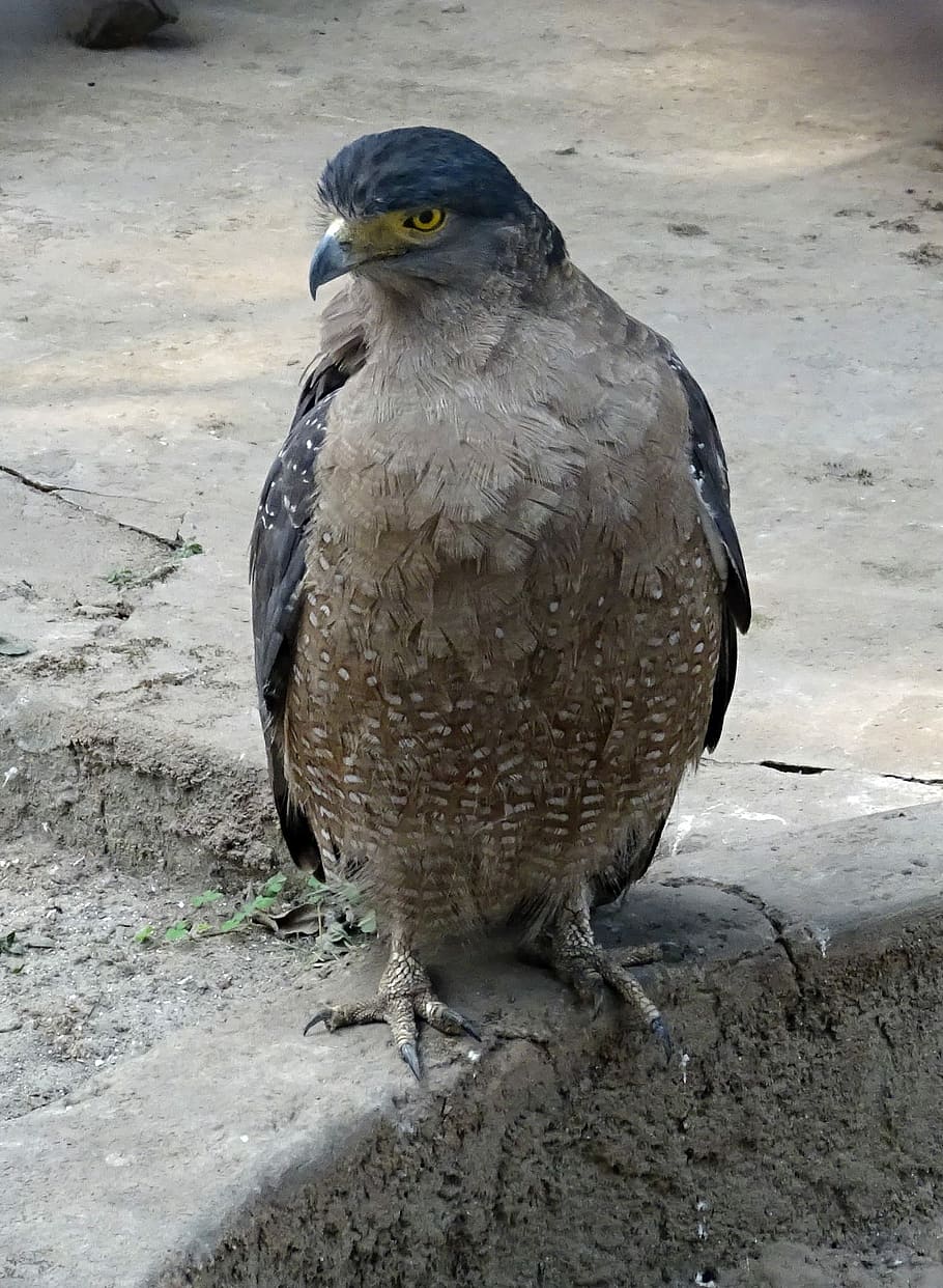 àguila, amb cresta, serp, ocell, depredador, serp amb cresta, ornitologia, carnívor, fauna, aviària, zoo, kolkata, Índia, fauna animal, un animal, animals a la natura, temes d'animals, rapinyaire, vertebrats, dia, cap gent, primer pla, naturalesa, a l'aire lliure, vista frontal, centrar-se en primer pla, mirant cap a fora, posat, mirant, retrat, 1080P
