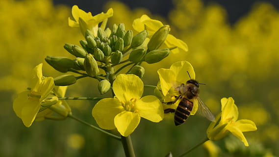 Blume, Frühling, Biene, blühende Pflanze, Tierthemen, Tier, wirbellos, Insekt, Tierwelt, Gelb, ein Tier, Blütenblatt, Zerbrechlichkeit, Tiere in freier Wildbahn, Schönheit in der Natur, Verletzlichkeit, Frische, Pflanze, Blütenkopf, Wachstum, Nahansicht, Bestäubung, keine Leute, Hummel, 2K, CC0, gemeinfrei, lizenzfrei