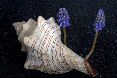 Schale, Blume, Perlhyazinthe, schließen, Lavasand, ein Tier, Tierthemen, Tierwelt, Leben im Meer, schwarzer Hintergrund, keine Leute, unter wasser, Nahansicht, Tiere in freier Wildbahn, drinnen, Tier, Meer, Natur, Wasser, Schönheit in der Natur, Marine, unterseeisch, Pflanze, Tierkörperteil, Seestern, 5K, CC0, gemeinfrei, lizenzfrei