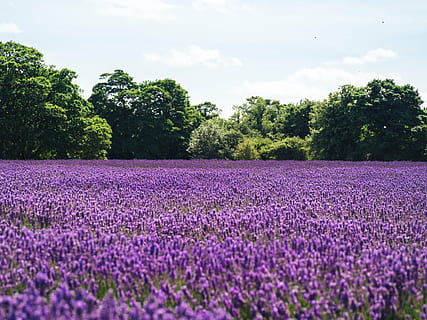bidang, bunga-bunga, lavender, alam, ungu, pohon, menanam, pertumbuhan, keindahan di alam, bunga, tanaman berbunga, tanah, ketenangan, adegan yang tenang, pemandangan, hari, tidak ada orang, scenics - alam, kesegaran, kerentanan, pemandangan pedesaan, di luar rumah, hamparan bunga, 4K, CC0, domain publik, bebas royalti