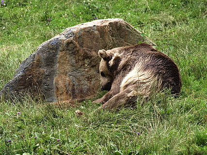 orso, Marrone, predatore, orsacchiotto, zoo, animale, mammifero, pelliccia, pericoloso, maestro petz, forte, animale selvaggio, orso bruno, temi animali, erba, pianta, fauna selvatica, animali allo stato selvatico, terra, campo, natura, vertebrato, giorno, nessuno, un animale, rilassamento, all'aperto, colore verde, famiglia di animali, 2K, CC0, dominio pubblico, privo di copyright