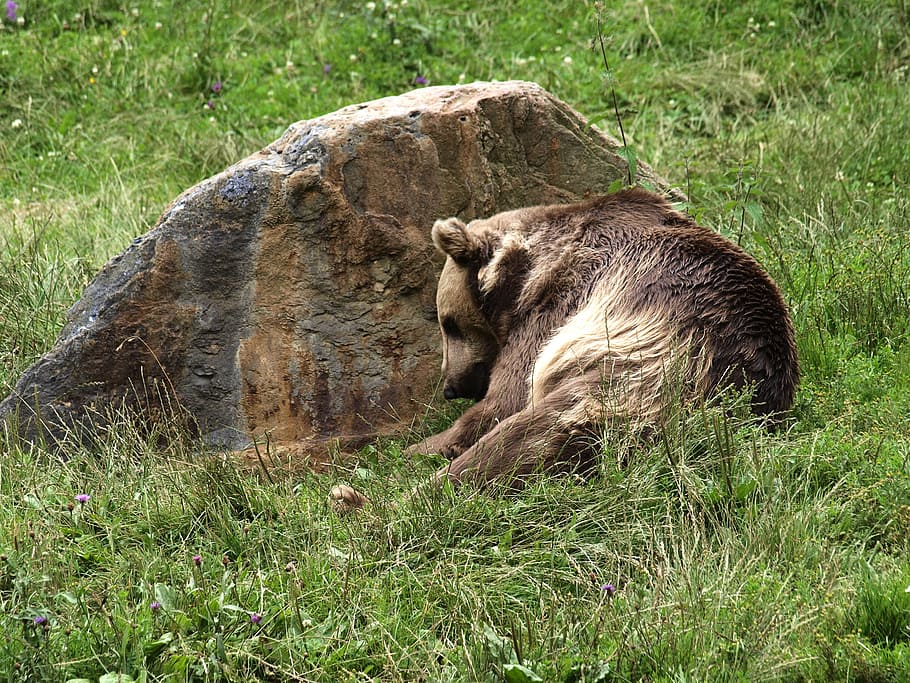bære, Brun, rovdyr, Bamse, Zoo, dyr, pattedyr, pels, farligt, mester petz, stærk, vildt dyr, brun bjørn, dyre temaer, græs, plante, dyreliv, dyr i naturen, jord, Mark, natur, hvirveldyr, dag, ingen mennesker, et dyr, lempelse, udendørs, grøn farve, dyre familie, 2K