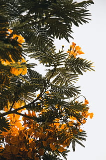 copac portocaliu, galben, flori petaled, timpul zilei, copac, floare, frunze, verde, plantă, în aer liber, design interior, natură, minim, Joshua fuller, tropical, Dubai, călătorie, tapet, fundal, alb, naturelandscape, creştere, culoare portocalie, frumusețe în natură, toamnă, nici o persoana, ramură, vedere unghiulară joasă, cer, parte a plantelor, Schimbare, zi, a închide, palmier, liniște, să se concentreze asupra primelor elemente, 5K, CC0, domeniu public, fără drepturi de autor
