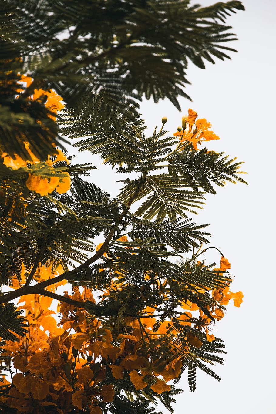 arbre pètal taronja, groc, flors de pètals, durant el dia, arbre, flor, full, fulles, verd, planta, a l'aire lliure, disseny d'interiors, naturalesa, mínim, joshua fuller, tropical, dubai, viatjar, fons de pantalla, fons, blanc, naturelandscape, creixement, color taronja, bellesa a la natura, tardor, cap gent, branca, vista d’angle baix, cel, part de la planta, canvi, dia, primer pla, Palmera, tranquil·litat, centrar-se en primer pla, 5K
