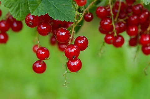 red fruits, currant, red, red currant, fruit, soft fruit, berries, garden, plant, food, sweet, nature, harvest time, close, healthy, food and drink, healthy eating, freshness, leaf, berry fruit, plant part, close-up, growth, no people, wellbeing, day, selective focus, cherry, tree, focus on foreground, outdoors, ripe, rowanberry, 1080P, CC0, public domain, royalty free