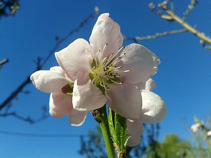 fersken, farve, forår, himmel, blå, lyserød, blomst, blomstrende plante, plante, skrøbelighed, sårbarhed, skønhed i naturen, friskhed, vækst, hvid farve, kronblad, tæt på, blomsterstand, fokus på forgrunden, natur, blomsterhoved, blomstre, ingen mennesker, dag, træ, pollen, udendørs, blødhed, kirsebær blomst, 2K, CC0, offentligt domæne, royaltyfrie
