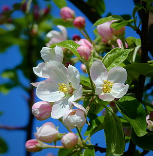 epleblomst, blomstringen, vår, blomst, blomstrende plante, skjønnhet i naturen, anlegg, vekst, skjørhet, sårbarhet, friskhet, petal, nærbilde, inflorescence, blomsterhodet, plante del, blad, natur, fokusere på forgrunnen, hvit farge, dag, ingen folk, pollen, utendørs, våren, lilla, 2K, CC0, offentlig domene, opphavsrett gratis