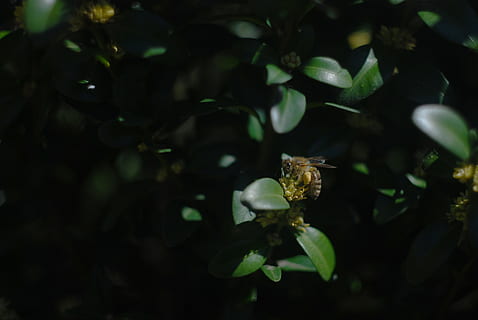 selektiv, fokus fotografering, bi, blad, honningbi, perched, grøn, hveps, natur, plante, træ, tæt på, grøn farve, udendørs, afdeling, friskhed, Skov, vand, blomst, skrøbelighed, skønhed i naturen, dyre temaer, dyr, dyr i naturen, et dyr, dyreliv, ingen mennesker, hvirvelløse, insekt, vækst, plante del, nat, blomstrende plante, 4K, CC0, offentligt domæne, royaltyfrie