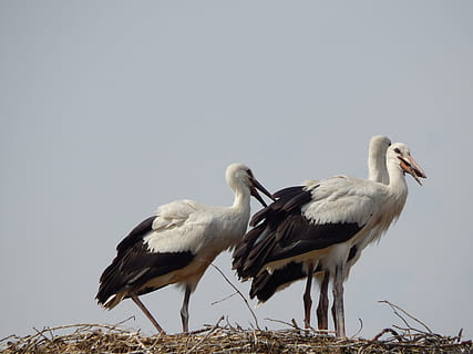 Storks, Birds, Socket, young, bird, stork, animal, nature, wildlife, white Stork, animal Nest, beak, outdoors, animals In The Wild, feather, animal wildlife, two animals, vertebrate, animal themes, sky, group of animals, no people, clear sky, copy space, day, low angle view, togetherness, animal family, 4K, CC0, public domain, royalty free