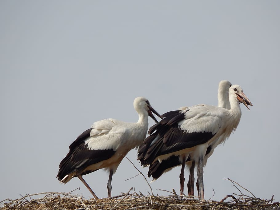 storke, fugle, fatning, ung, fugl, stork, dyr, natur, dyreliv, hvid stork, dyre rede, næb, udendørs, dyr i naturen, fjer, to dyr, hvirveldyr, dyre temaer, himmel, gruppe af dyr, ingen mennesker, skyfri himmel, kopiere plads, dag, lav vinkel visning, samvær, dyre familie, 4K