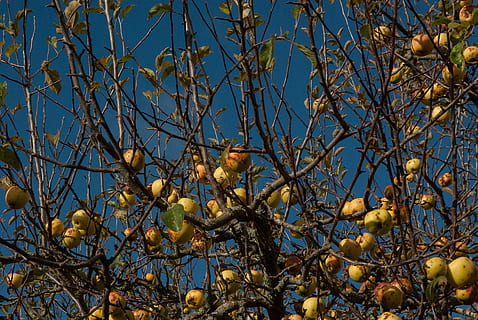 poma, sidra, fruita, pomes, branca, arbre, cap gent, dia, flor, creixement, planta, cel, vista d’angle baix, naturalesa, groc, alimentació saludable, cel clar, blau, arbre nu, bellesa a la natura, menjar i beguda, menjar, a l'aire lliure, llum solar, canvi, 4K, CC0, domini públic, lliure de regalies