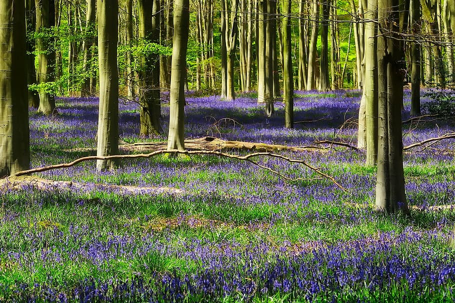 viola, fiore, foresta, alberi, boschi, lavanda, fiori, piante, fiori selvatici, bellissimo, paesaggio, panoramico, natura, all'aperto, nazione, rurale, hdr, Paesaggi, erba, nessuno, albero, giorno, scena tranquilla, pianta, bellezza nella natura, la tranquillità, crescita, tronco d'albero, tronco, pianta fiorita, terra, scenics - natura, colore verde, bosco, primavera, letto di fiori, bambù - pianta, 1080P
