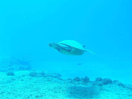 tortuga grisa, tortuga, oceà, submarinisme, mar, busseig, marí, sota l'aigua, animal, tropical, la vida, vida salvatge, aquàtics, aigua salada, exòtic, submarí, ecosistema, criatura, un animal, temes d'animals, la vida marina, animals a la natura, fauna animal, aigua, nedar, vertebrats, peix, blau, naturalesa, coral, cap gent, color turquesa, 2K, CC0, domini públic, lliure de regalies