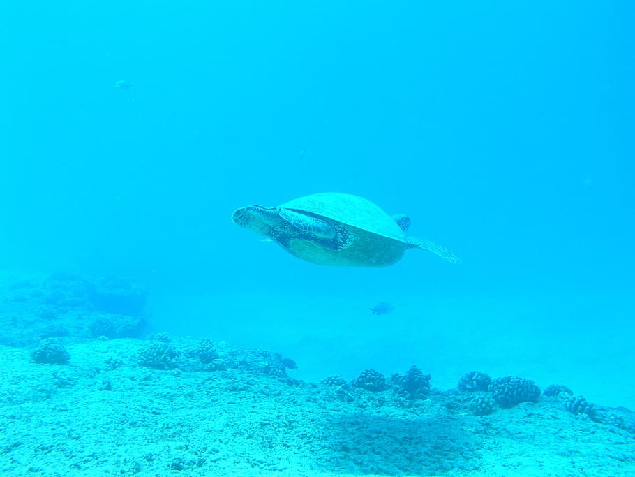 tortuga grisa, tortuga, oceà, submarinisme, mar, busseig, marí, sota l'aigua, animal, tropical, la vida, vida salvatge, aquàtics, aigua salada, exòtic, submarí, ecosistema, criatura, un animal, temes d'animals, la vida marina, animals a la natura, fauna animal, aigua, nedar, vertebrats, peix, blau, naturalesa, coral, cap gent, color turquesa, 2K