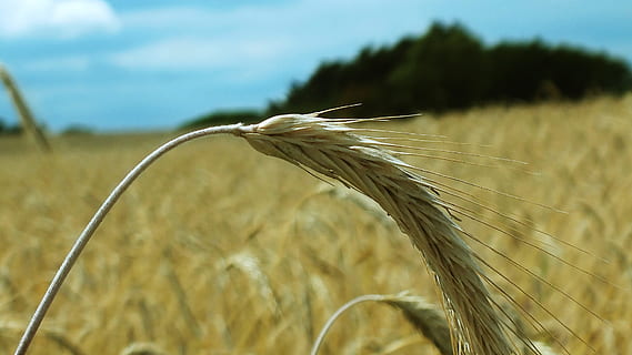 Weizen, Kornfeld, Weizenspitze, Getreide, Weizenfeld, Korn, Beleuchtung, Feld, Landschaft, Natur, Acker-, Juni, das Erntedankfest, Landwirtschaft, roter Mohn, Sommer-, Wetterstimmung, Sonnenuntergang, Spitze, Getreidefelder, Ernte, Grün, Getreidekorn, Gerste, Samen, Pflanze, Mohn, Wachstum, Getreidepflanze, Land, Fokus auf den Vordergrund, Nahansicht, ländliche Szene, Tag, Schönheit in der Natur, Bauernhof, Ruhe, keine Leute, Weizenähre, draußen, Stiel, 2K, CC0, gemeinfrei, lizenzfrei