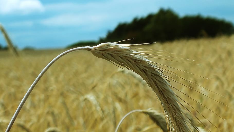 Weizen, Kornfeld, Weizenspitze, Getreide, Weizenfeld, Korn, Beleuchtung, Feld, Landschaft, Natur, Acker-, Juni, das Erntedankfest, Landwirtschaft, roter Mohn, Sommer-, Wetterstimmung, Sonnenuntergang, Spitze, Getreidefelder, Ernte, Grün, Getreidekorn, Gerste, Samen, Pflanze, Mohn, Wachstum, Getreidepflanze, Land, Fokus auf den Vordergrund, Nahansicht, ländliche Szene, Tag, Schönheit in der Natur, Bauernhof, Ruhe, keine Leute, Weizenähre, draußen, Stiel, 2K