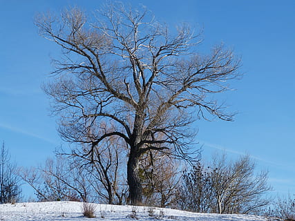 Baum, Einsamkeit, Winter, Natur, isolierte Form, Schnee, kalte Temperatur, draußen, Himmel, Jahreszeit, Frost, Landschaft, Blau, Ast, szenen, Eis, gefroren, kahler Baum, Pflanze, keine Leute, Schönheit in der Natur, Tag, Land, Szenen - Natur, Ruhe, Baumstamm, ruhige Szene, tote Pflanze, 4K, CC0, gemeinfrei, lizenzfrei
