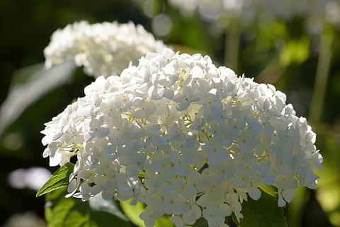 hortensja, rodzaj, hortensja szklarniowa, hydrangeaceae, krzew ozdobny, różowy, fioletowy, kwiaty, kwiat, kwitnąć, wyglądający kwiat, biały, Natura, roślina, wiosna, zbliżenie, płatek, drzewo, głowa kwiatu, roślina kwitnąca, piękno natury, wzrost, biały kolor, wrażliwość, kruchość, skupić się na pierwszym planie, świeżość, kwiatostan, dzień, żadnych ludzi, na dworze, bukiet kwiatów, czystość, 4K, CC0, domena publiczna, darmowe zdjęcia