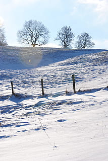 invernale, triade, alberi, emorroidi, la neve, inverno, temperatura fredda, tempo metereologico, natura, paesaggio, campo, albero, bellezza nella natura, Colore bianco, scenics - natura, albero nudo, copertura, nessuno, la tranquillità, cielo, terra, scena non urbana, giorno, scena tranquilla, pianta, all'aperto, post in legno, 4K, CC0, dominio pubblico, privo di copyright