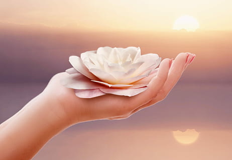 คน, โฮลดิ้ง, ขาว, ดอกบัว, มือ, ธรรมชาติ, ความสะดวก, สุขภาพ, ดอกเคมีเลีย, ดอกคาเมลเลีย, ดอกไม้, ดอก, เบ่งบาน, กลีบดอกไม้, ดอกกุหลาบ, สวย, ผ่อนคลาย, ส่วนที่เหลือ, การผ่อนคลาย, โรแมนติก, พฤกษา, สีชมพู, ประกวดราคา, กลิ่นหอม, ดอกไม้สวย, กุหลาบขาว, ดอกไม้อวยพร, โปสการ์ด, วันวาเลนไทน์, หญิง, เก็บไว้, มือกับดอกไม้, ความนุ่ม, โชค, บัตรกำนัล, ความโรแมนติก, การทำสมาธิ, เงียบ, ท้องฟ้า, รำพึง, พระอาทิตย์ขึ้น, การสะท้อน, ศิลปะดิจิตอล, การแก้ไขภาพ, การจัดการภาพ, ทะเล, พระอาทิตย์ตกดิน, ม่วง, วันหยุด, หมดเวลา, การฟื้นตัว, มือมนุษย์, ส่วนหนึ่งของร่างกายมนุษย์, แสงแดด, ความงามในธรรมชาติ, ความสด, คนคนหนึ่ง, ไม้ดอก, ปลูก, ผู้ใหญ่, ใกล้ชิด, ดวงอาทิตย์, สีขาว, ส่วนของร่างกาย, กลางแจ้ง, แสงแฟลร์ของเลนส์, ความบริสุทธิ์, ความนุ่มนวล, ผู้หญิงสวย, 2K