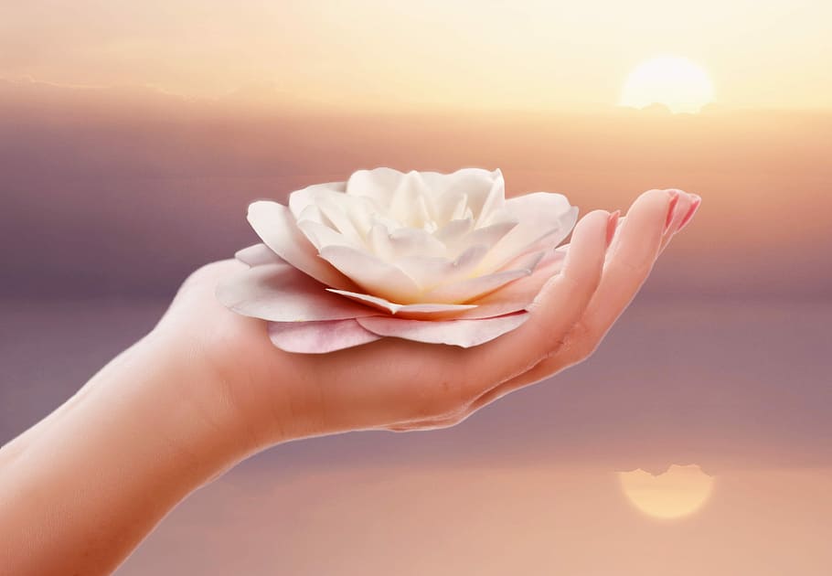 person, bedrift, hvid, Lotus blomst, hånd, natur, lethed, wellness, Camellia, Camellia blomst, blomst, blomstre, flor, kronblad, Rose, smuk, slap af, hvile, lempelse, romantisk, flora, lyserød, bud, duft, smukke blomster, hvid rose, blomsterhilsen, postkort, Valentins Dag, hænder, kvinde, holde, hånd med blomst, ømhed, held, gavekort, romantik, meditation, stille, himmel, meditere, solopgang, afspejling, digital kunst, billedredigering, foto manipulation, hav, solnedgang, violet, ferie, tiden er gået, genopretning, menneskelig hånd, menneskelig kropsdel, sollys, skønhed i naturen, friskhed, en person, blomstrende plante, plante, voksen, tæt på, sol, hvid farve, kropsdel, udendørs, linseflare, renhed, blødhed, smuk kvinde, 2K