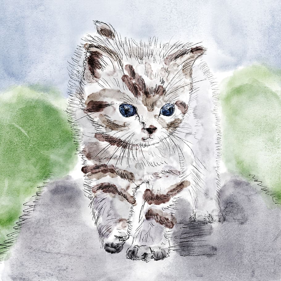schetsen, wit, bruin, kat, katje, tekening, kuiken, grijs, waterverf, huisdieren, zoogdier, huiselijk, één dier, huiskat, katachtig, portret, kijkend naar de camera, gewerveld, geen mensen, binnenshuis, schattig, op zoek, jong dier, snorhaar, digitale composiet, Maine Coon Cat, 1080P