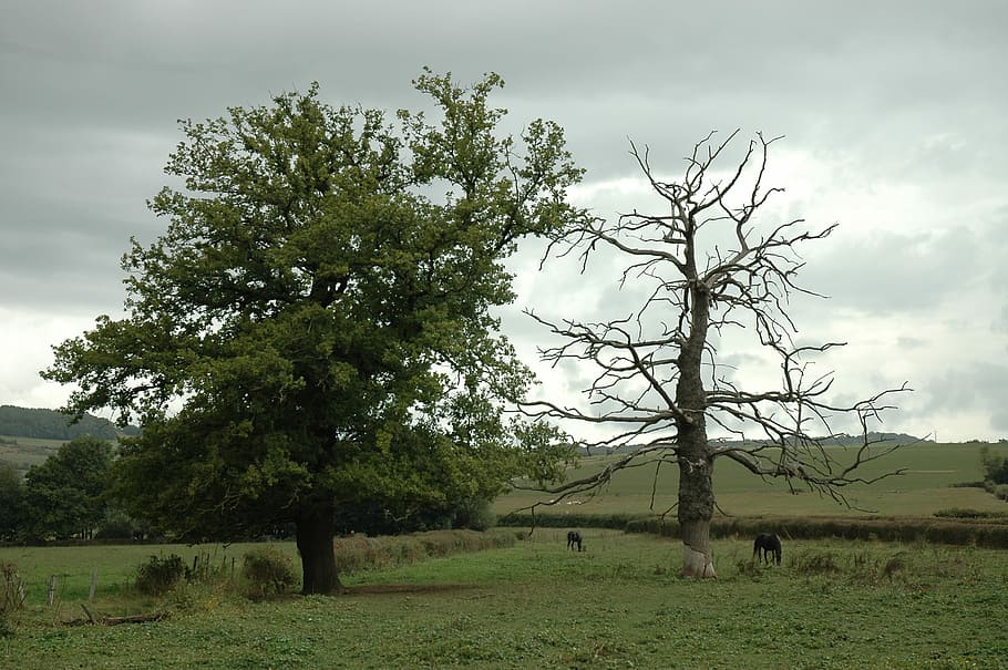 Pflanze, toter Baum, alt, Baum, tote Pflanze, Landschaft, Wiese, pferde, Wolken, Natur, Feld, Landwirtschaft, Gras, ländliche Szene, Umgebung, Säugetier, Land, Himmel, Tierthemen, Tier, Vieh, Schönheit in der Natur, grüne Farbe, keine Leute, Haustiere, wolke - himmel, Wachstum, ruhige Szene, draußen, 2K