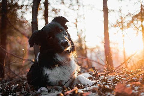 bianca, nero, cane, dire bugie, terra, alberi, adulto, border collie, secco, le foglie, sdraiarsi, pendente, capo, orecchio, un animale, mammifero, canino, temi animali, animale, autunno, domestico, animali domestici, albero, foresta, natura, analizzare, cercare, guardare, pianta, luce del sole, nessuno, seduta, parte vegetale, bosco, all'aperto, modificare, cane di razza, 5K, CC0, dominio pubblico, privo di copyright