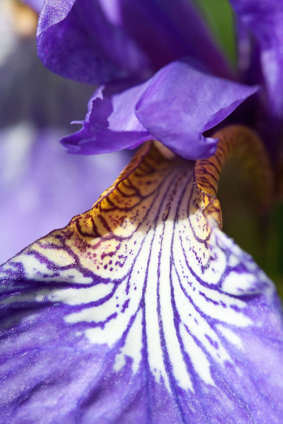 iris, pseudacorus de l'iris, iris púrpura, planta, iridàcies, flor, fulles penjants, fulles de dom, florir, macro, planta amb flors, frescor, bellesa a la natura, pètal, vulnerabilitat, fragilitat, primer pla, inflorescència, cap de flor, creixement, porpra, naturalesa, cap gent, centrar-se en primer pla, dia, pol·len, enfocament selectiu, iris - planta, suavitat, 4K