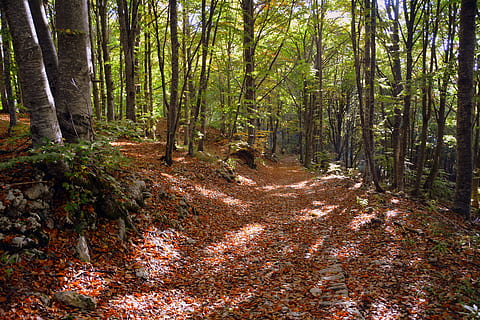 escursione, foresta, autunno, pista, montagna, il percorso europeo, e5, Lessinia, Italia, albero, pianta, terra, bosco, la tranquillità, bellezza nella natura, scena tranquilla, natura, tronco, tronco d'albero, nessuno, scenics - natura, scena non urbana, sentiero, crescita, foglia, parte vegetale, la strada davanti, direzione, all'aperto, albero di conifere, bosco di pini, 5K, CC0, dominio pubblico, privo di copyright