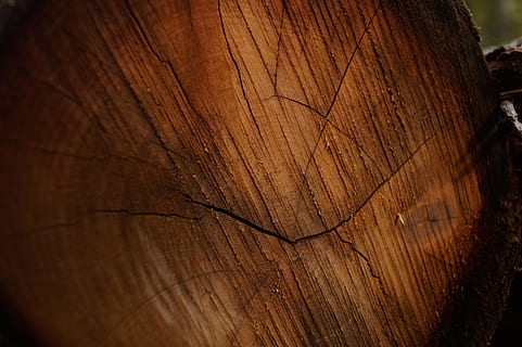 Wood, Brown, Log, Pattern, Stubs, Forest, stump, plant, nature, wood - material, textured, tree ring, close-up, timber, tree, backgrounds, no people, rough, full frame, natural pattern, cracked, day, bark, wood grain, outdoors, tree stump, textured effect, 4K, CC0, public domain, royalty free