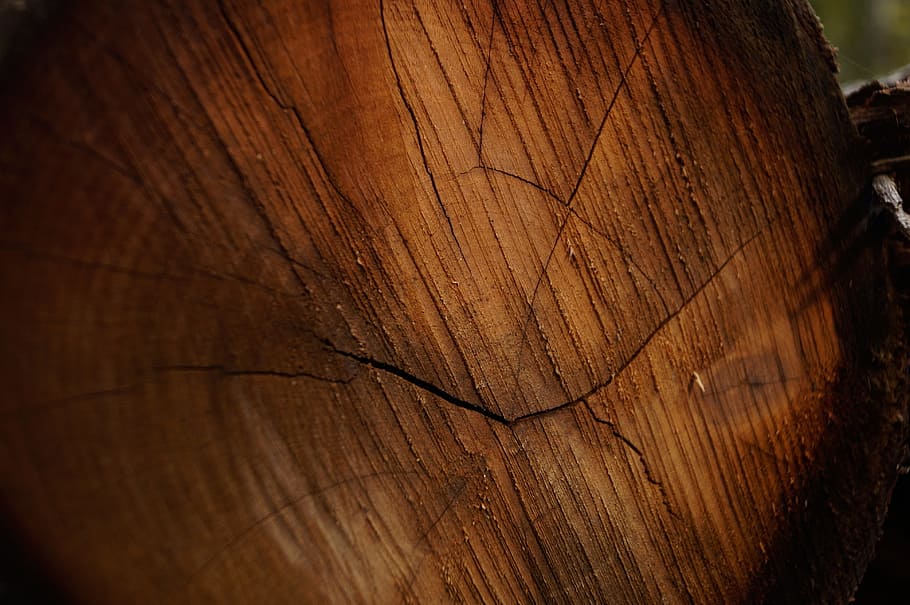 træ, Brun, log, mønster, stubbe, Skov, stump, plante, natur, træ - materiale, tekstureret, træ ring, tæt på, tømmer, baggrunde, ingen mennesker, ru, fuld ramme, naturligt mønster, revnet, dag, bark, trækorn, udendørs, træstump, tekstureret effekt, 4K