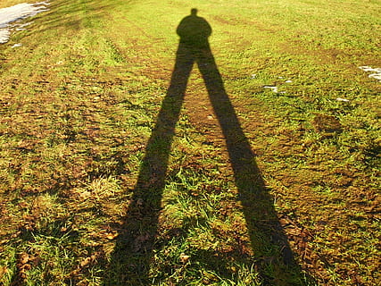ombra, fotografo, luce, natura, all'aperto, erba, pianta, persone reali, terra, una persona, luce del sole, concentrarsi sull'ombra, campo, stili di vita, giorno, in piedi, vista dall'alto, colore verde, crescita, attività di svago, albero, lunga ombra - ombra, 4K, CC0, dominio pubblico, privo di copyright